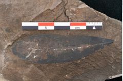 Foto (Detailansicht) von Myrsine doryphora Unger (NHMW-GEO-2024-0188-8012)